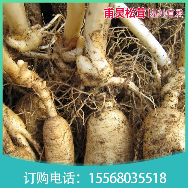 林下参 东北种植参基地 基地直销