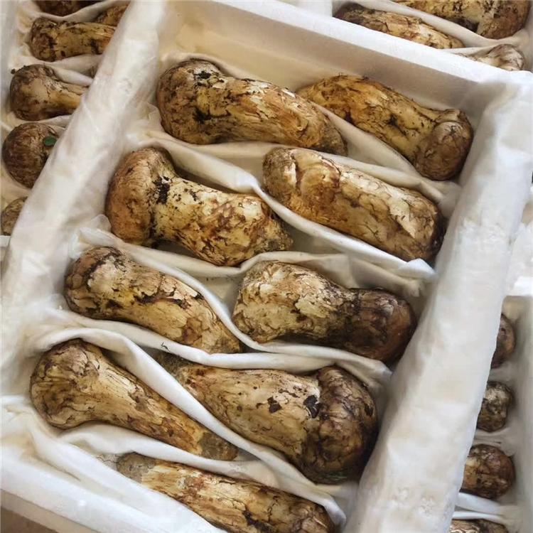 松茸基地批发 鲜松茸价格 吉林鲜松茸批发  