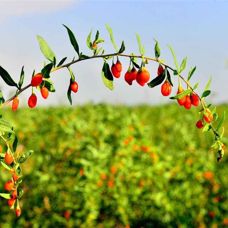 批发枸杞苗 自主培育 成活率高 大型苗木基地直销