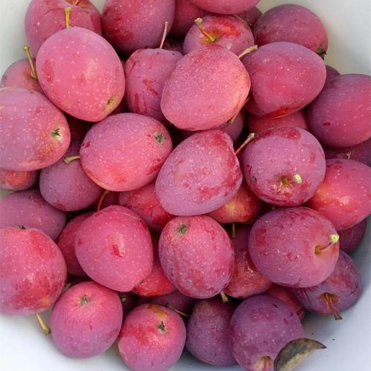 鸡心果树苗供应 自主培育 大型苗木基地直销