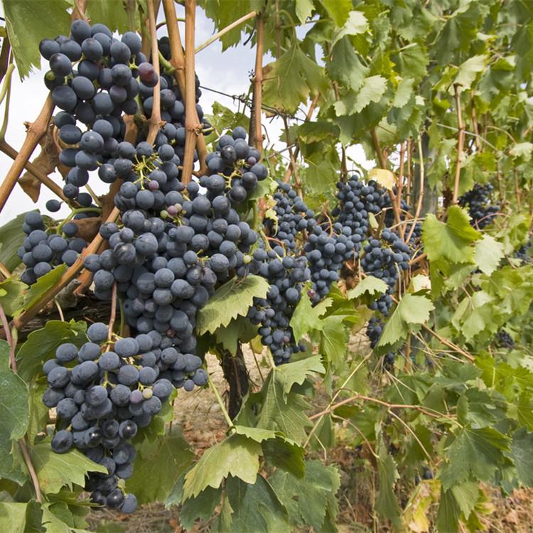 福兴苗业 葡萄苗 货源充足 种类齐全 专业种植 成活率高