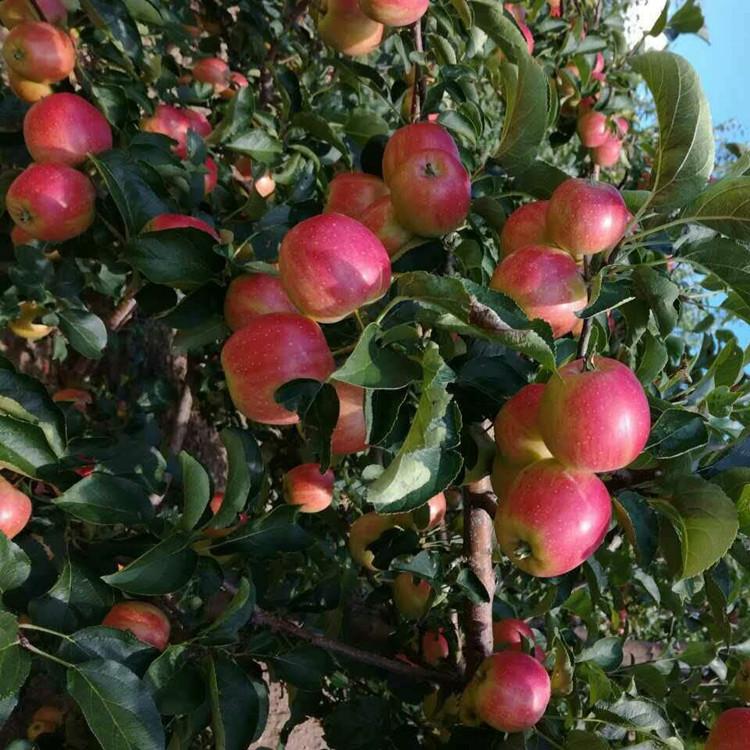 苹果苗供应 龙峰小苹果 自主培育 大型苗木基地直销