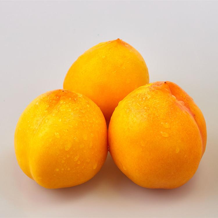 黄桃树苗供应 自主培育 大型苗木基地直销