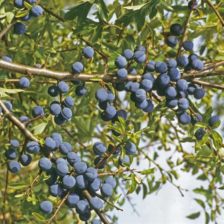 蓝莓苗 早熟颗粒大 福兴苗业 根系发达 甜度高