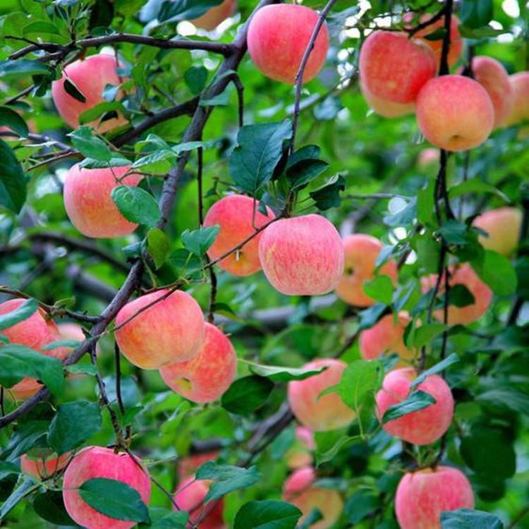 龙峰苹果苗 福兴苗业 现货批发 售后保证 结果早 抗病性好