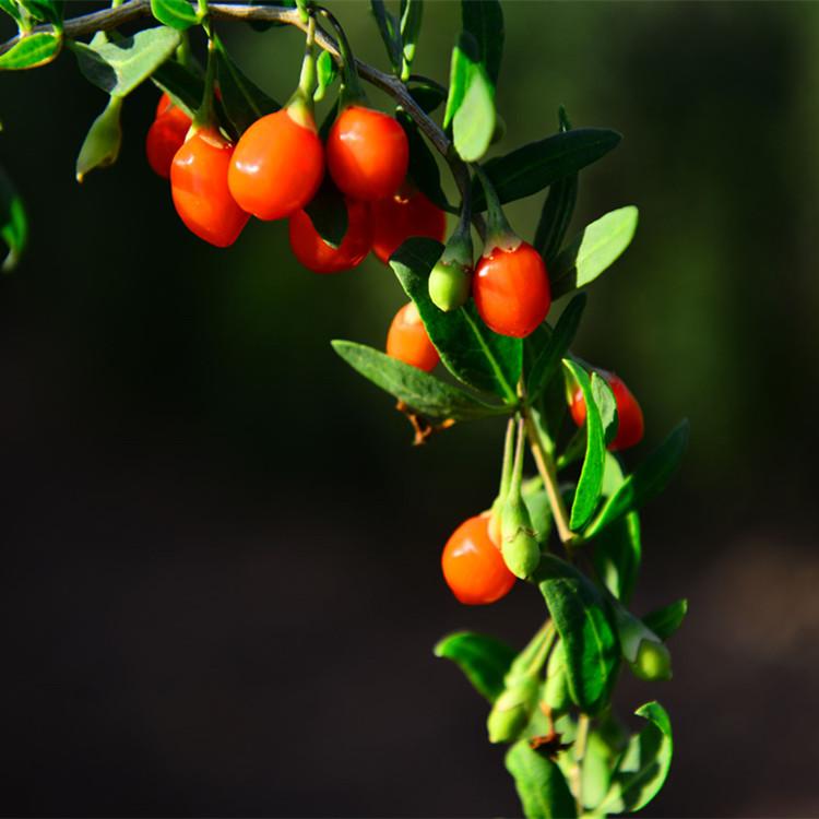 枸杞苗批发 福兴 大量供应 成活率高 诚信报价