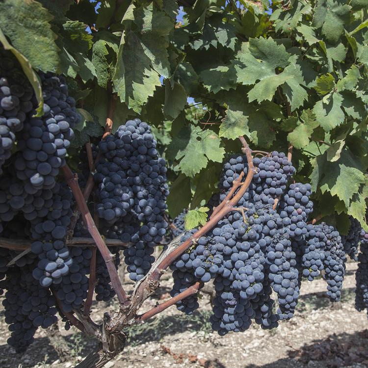 葡萄苗供应 自主培育 大型葡萄苗基地 直销供应