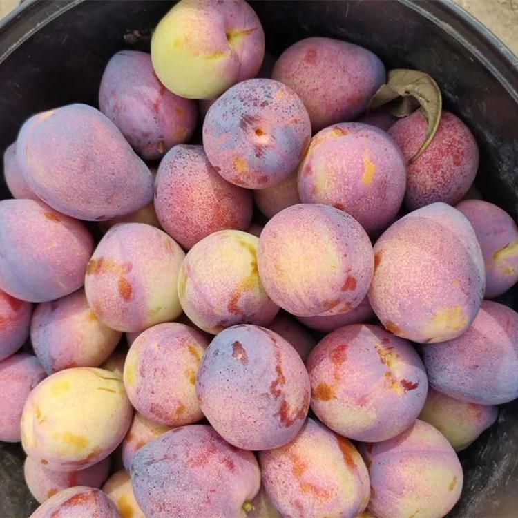 吉盛桃李子 苗木供应 自主培育 自家大型基地直销