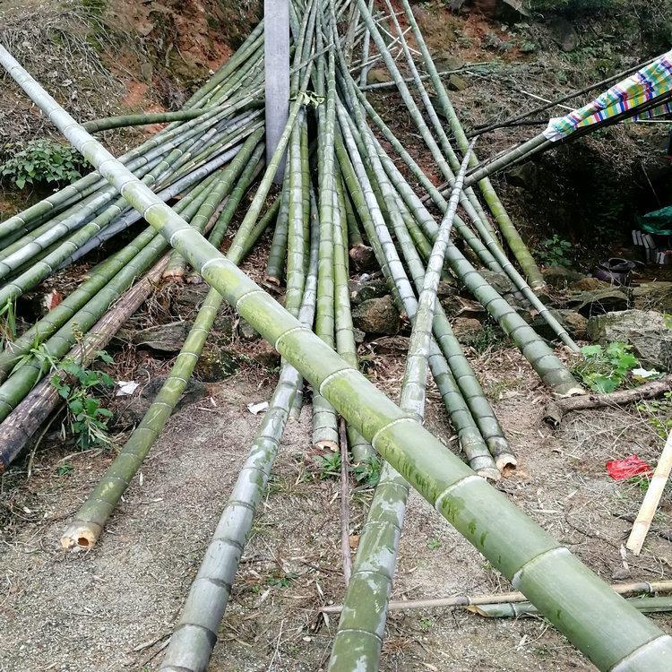 长春竹竿 大小竹竿批发 架条竹竿 爬藤竹竿 厂家直销