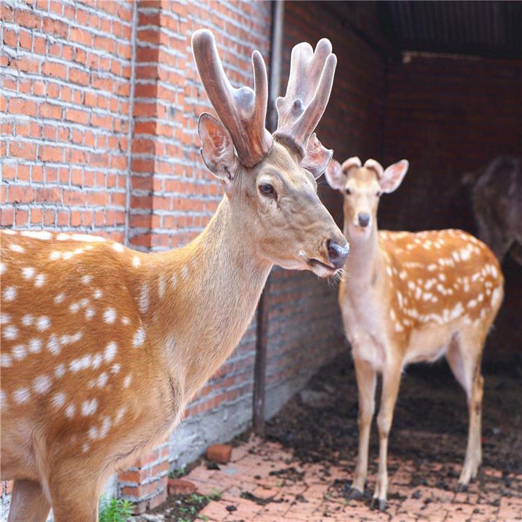 活体鹿 活体鹿批发 东北活体鹿 鹿养殖技术支持 鸿麟鹿业