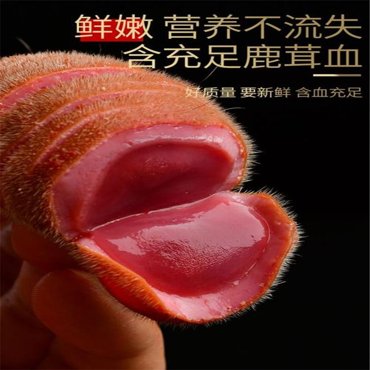 鸿麟鹿业 鹿茸片批发 东北鹿茸批发 干鹿茸片批发