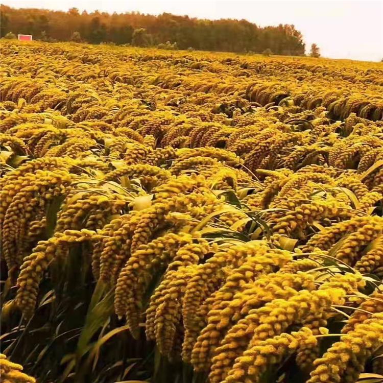 吉林种子批发 吉林杂粮种子批发厂家  长春种子批发厂家