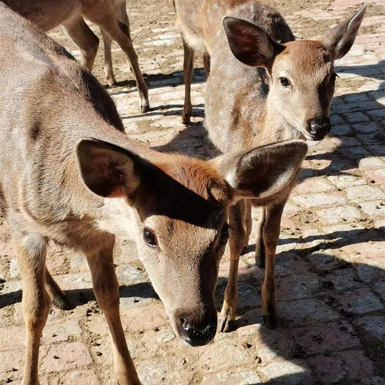 活体鹿 厂家直销 锦源鹿产品 货源充足 价格实惠