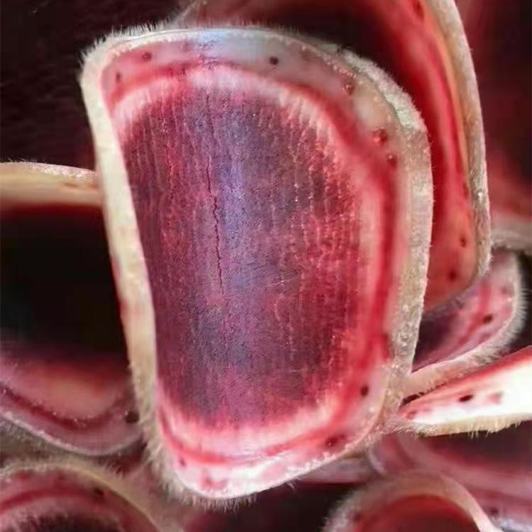 鲜鹿茸片 厂家直供 锦源鹿产品 品质货源 批发零售