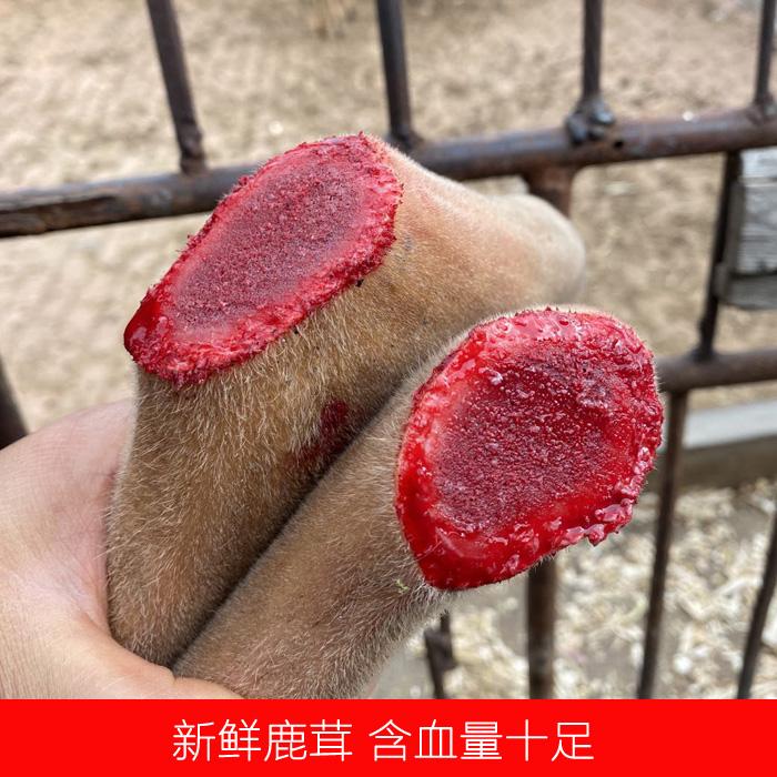 鲜鹿茸 鹿场专供 煲汤 泡酒 送礼