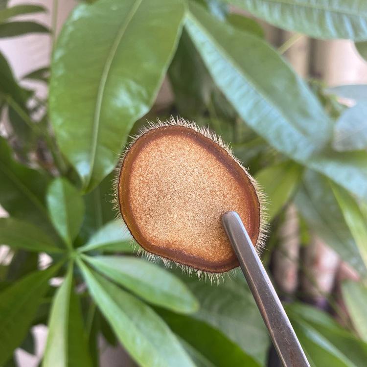 东北半腊片 销售厂家 半腊片 价格信息 欢迎咨询