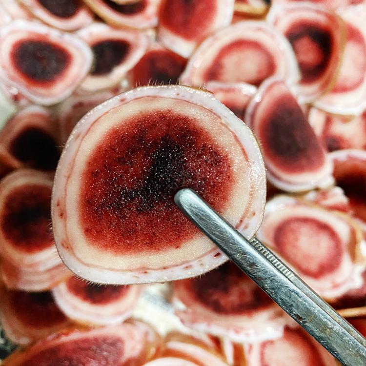 鲜鹿茸切片 鹿场直销 整枝手动切片 50g  量大优惠 