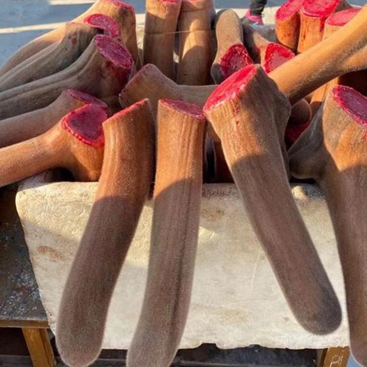 整枝鲜鹿茸 连刀茸 煲汤 泡酒 煮粥 炖菜 鹿场直供