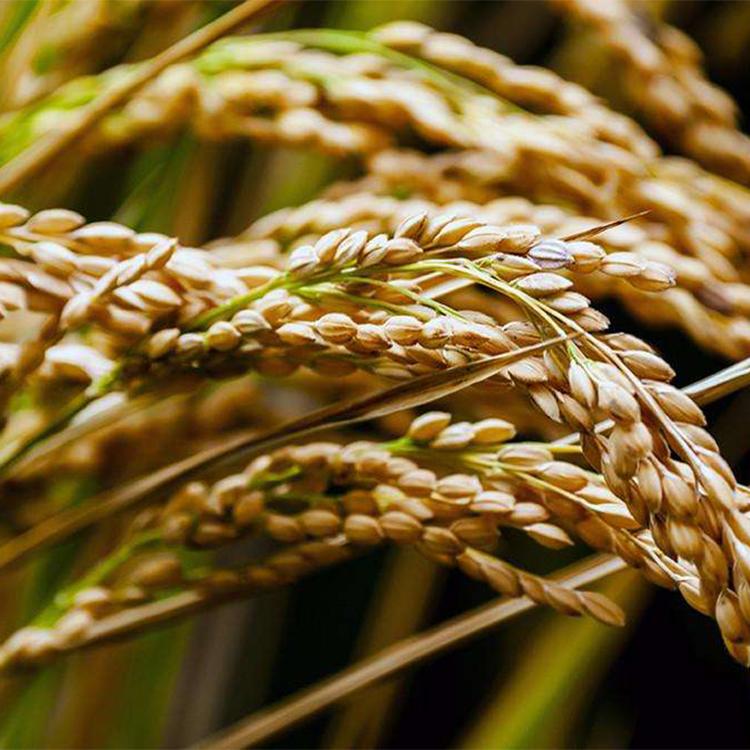 大米采购 长春稻花香大米批发价格 厂家直销