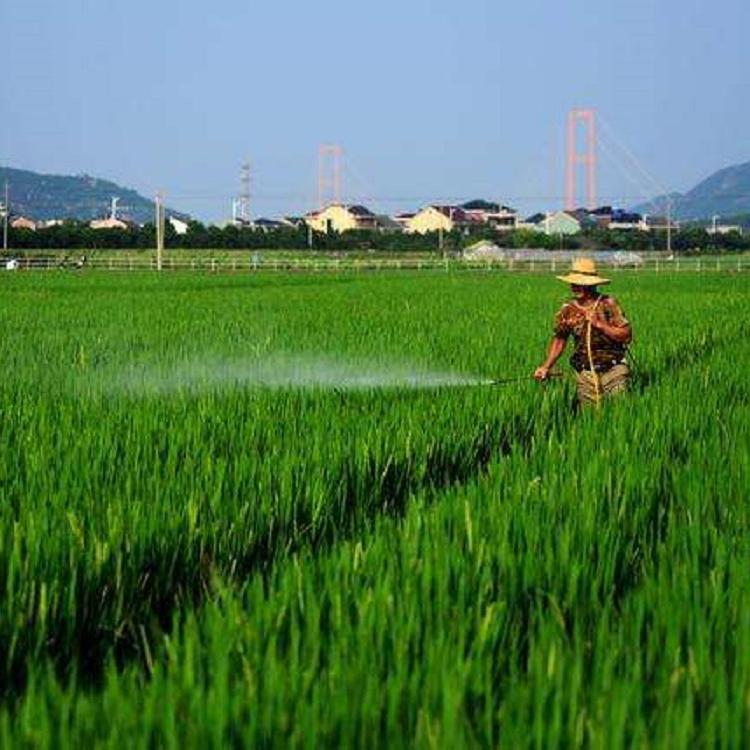 吉林秋田小町大米，东北大米批发，基地直发，新鲜东北大米