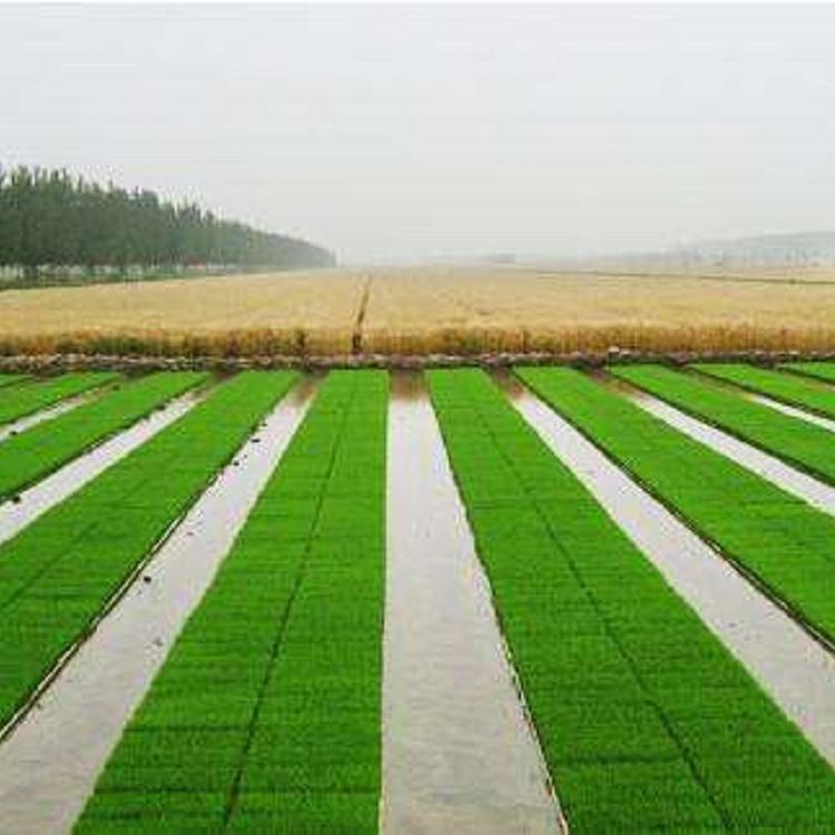 东北大米供应商