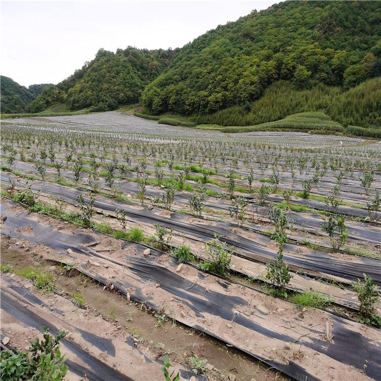 除草布 供应出售 吉林防草布批发 果木防草