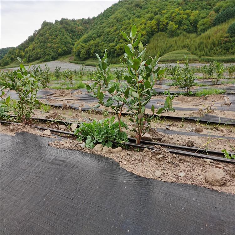 除草布 工厂供应 参达塑业 辽宁除草布厂家 出售信息