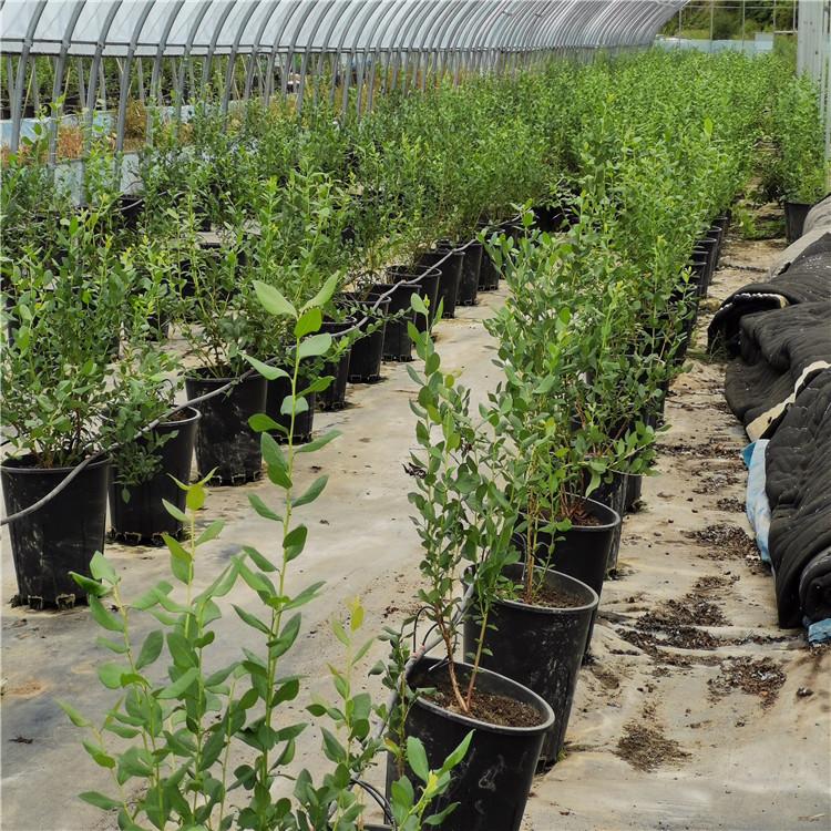 黑地膜 厂家直供 参达塑业 长春黑地膜厂家 长期销售