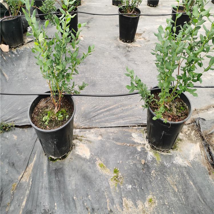 地膜 厂家直销 参达塑业 长春地膜厂家 长期直销