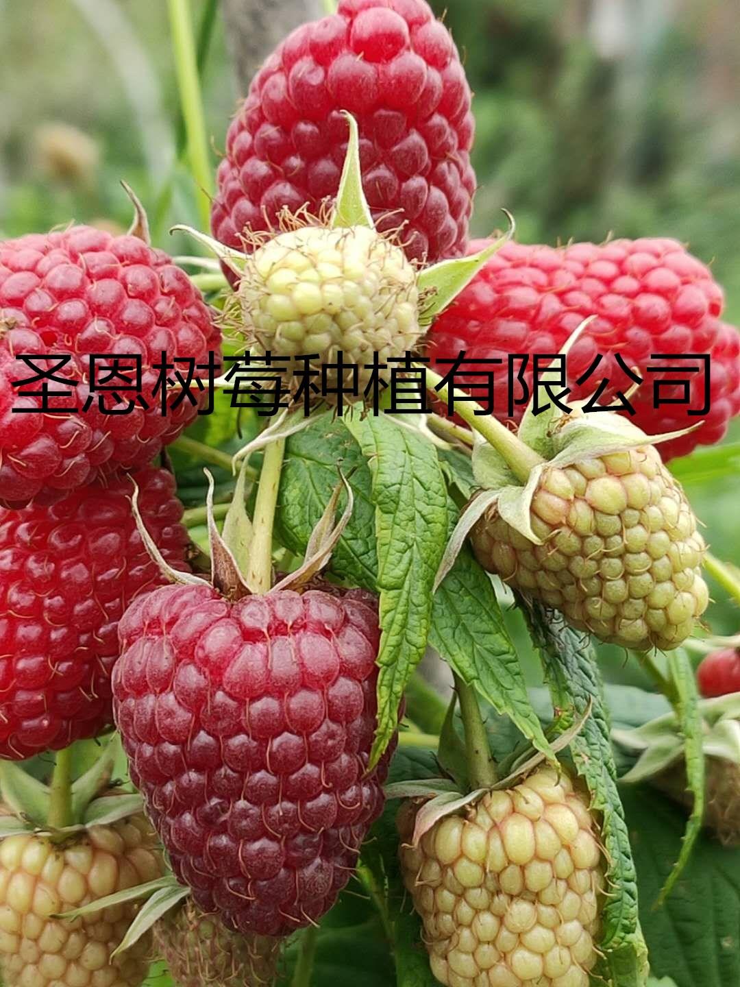 波尔卡树莓苗波尔卡红树莓苗适合那北方品种波尔卡