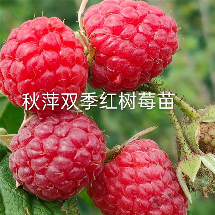 圣恩树莓苗 优质供应 新疆红树莓苗 货源充足 品质优秀
