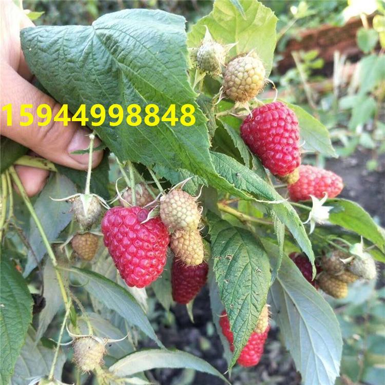 树莓苗 养殖基地 圣恩苗木 贵州树莓苗基地 直销信息