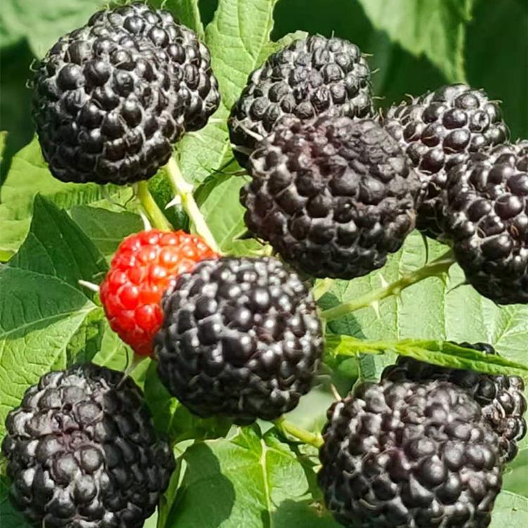 黑树莓苗	经久耐用	圣恩苗木	重庆树莓苗价格	长期销售