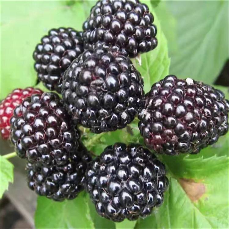 黑树莓苗	厂家供货	圣恩苗木	广东树莓苗价格	种类齐全
