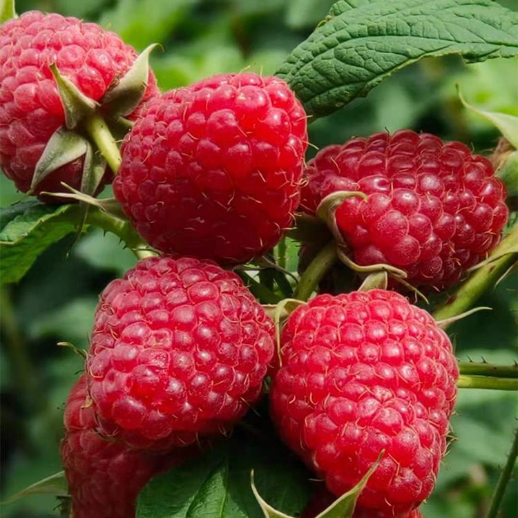 红树莓苗	基地直供	圣恩苗木	北京树莓苗价格	优质供货