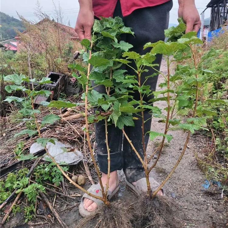 辽宁黑加仑树苗 蓝莓苗批发  蓝莓苗黑加仑 山西蓝莓苗蓝莓苗产地直销