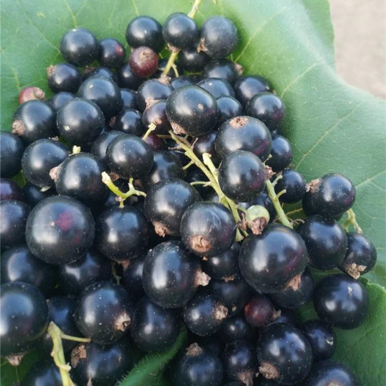 果树苗木 黑加仑苗批发  黑加仑苗价格 苗木批发 