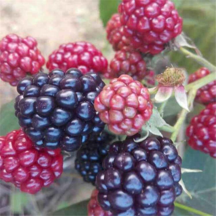 黑莓苗