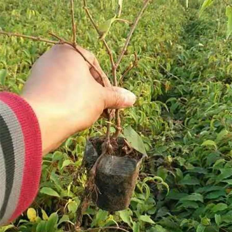 吉林软枣子苗小苗幼苗价格 基地直发