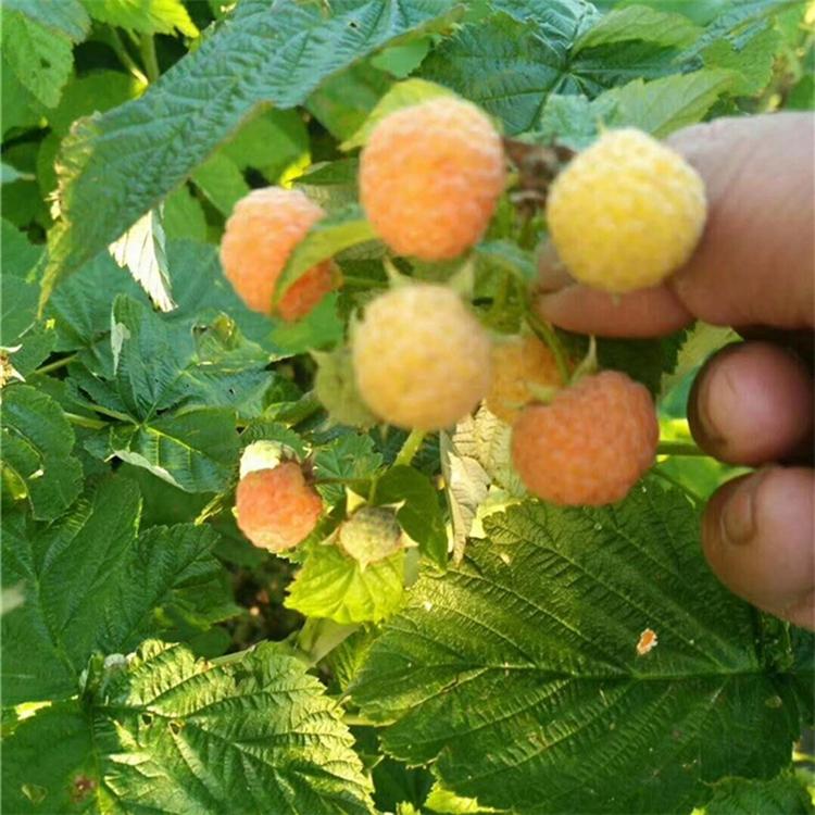 吉林黄树莓苗批发  基地直发