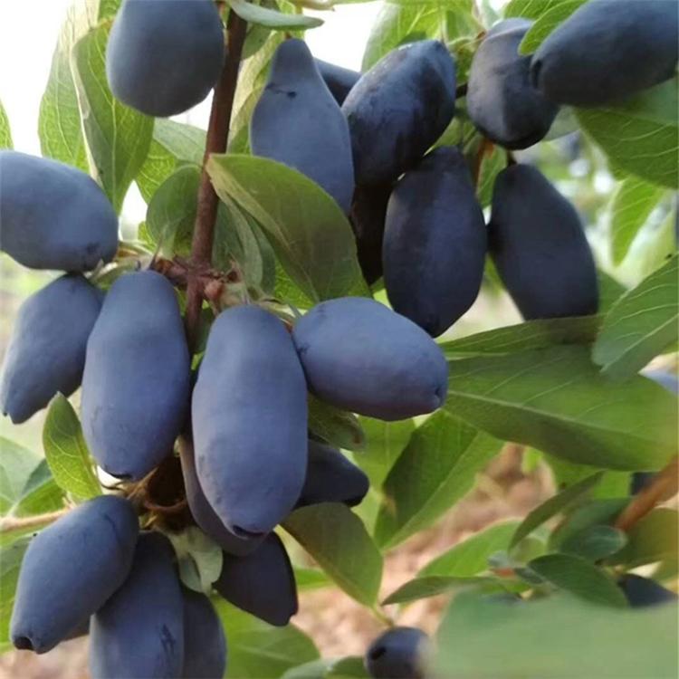 长春蓝靛果苗种植基地