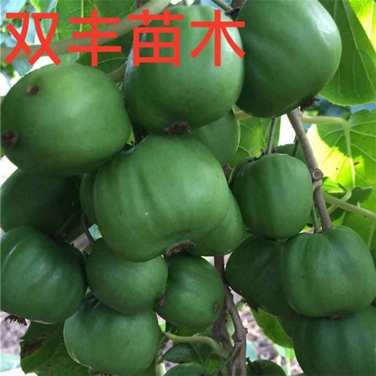 软枣子苗 吉林软枣子苗价格  厂家直发