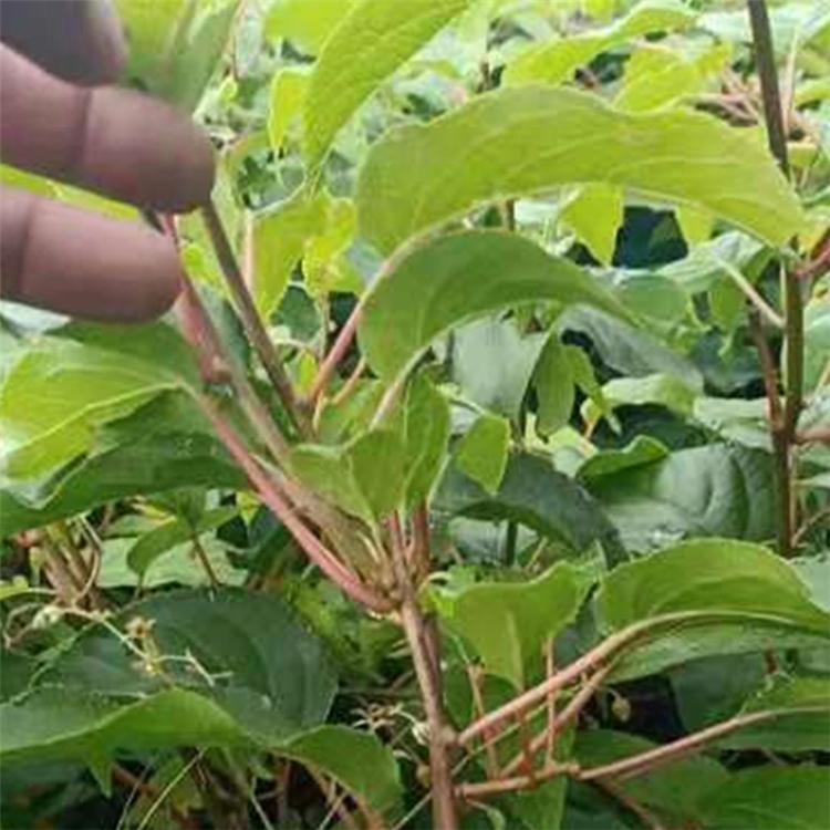 供应陕西 软枣子苗基地 现货供应 圆枣子苗价格 