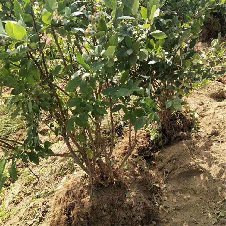 河北蓝莓苗 蓝莓苗价格  河南蓝莓苗 蓝莓苗批发