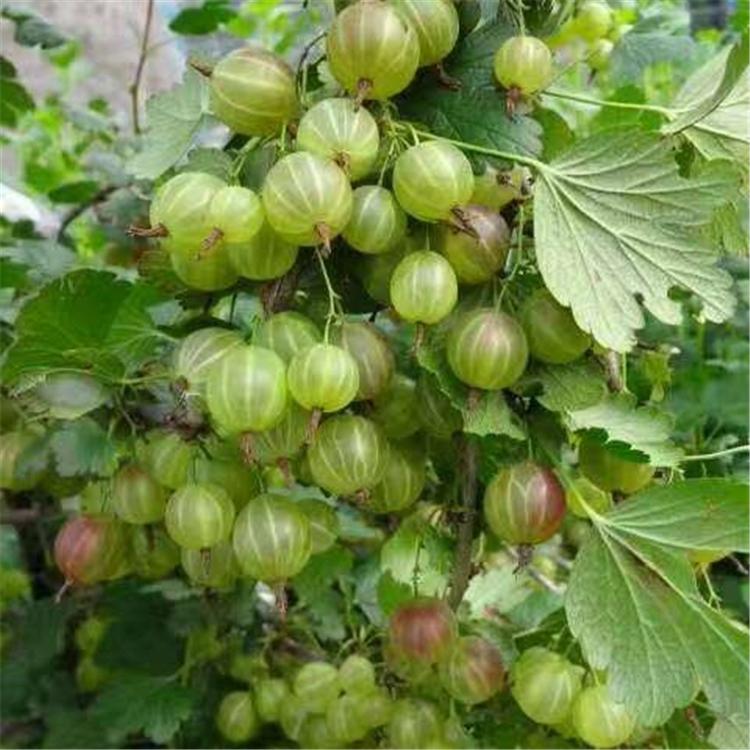 辽宁灯笼果树苗基地 灯笼果苗价格  基地直批