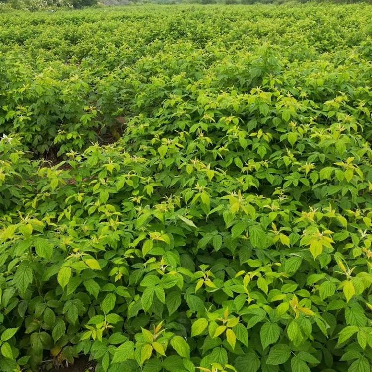 吉林树莓苗 树莓苗基地 树莓苗批发