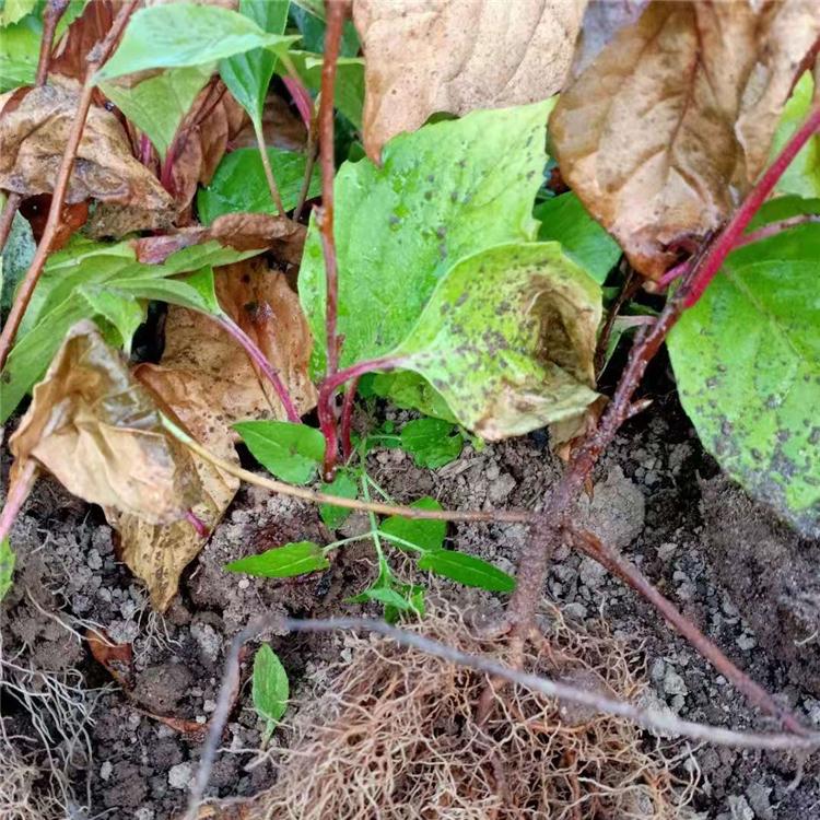优质供应 苗木种植基地 五味子苗批发  五味子苗价格