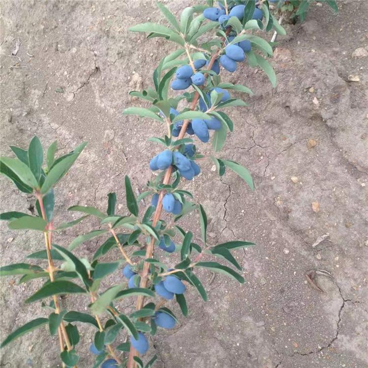 吉林果树苗木种植基地 蓝靛果 蓝靛果苗批发 果树苗批发 