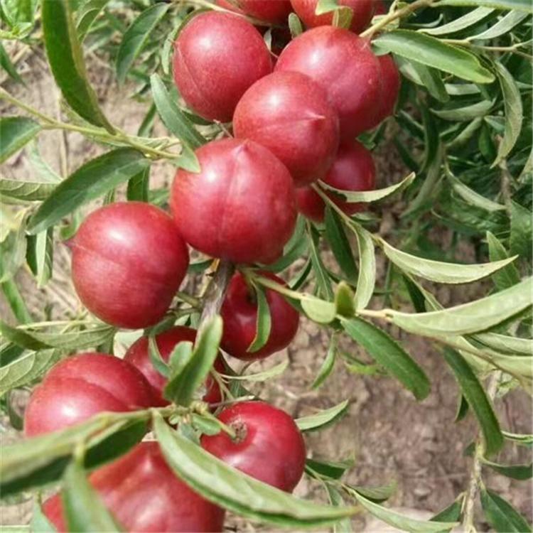  厂家直销 吉林钙果苗价格 钙果树苗批发