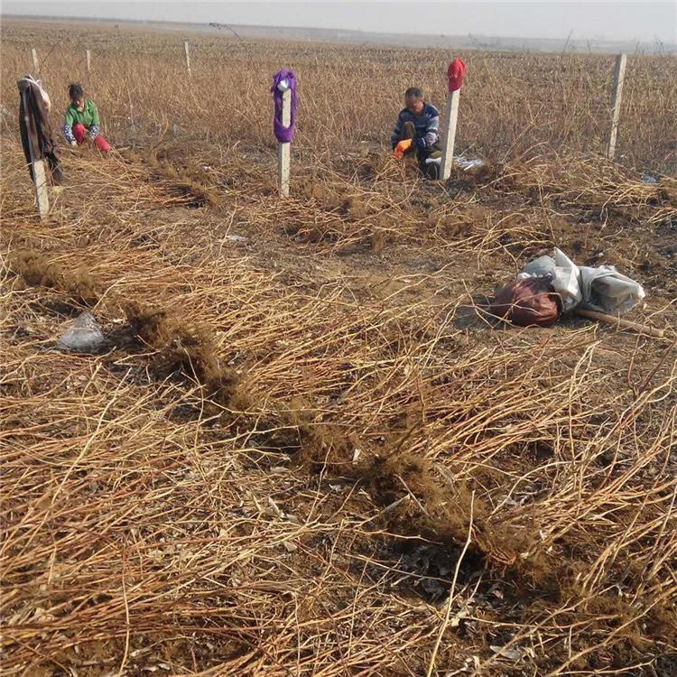 红树莓苗批发 吉林种植基地 红树莓苗价格